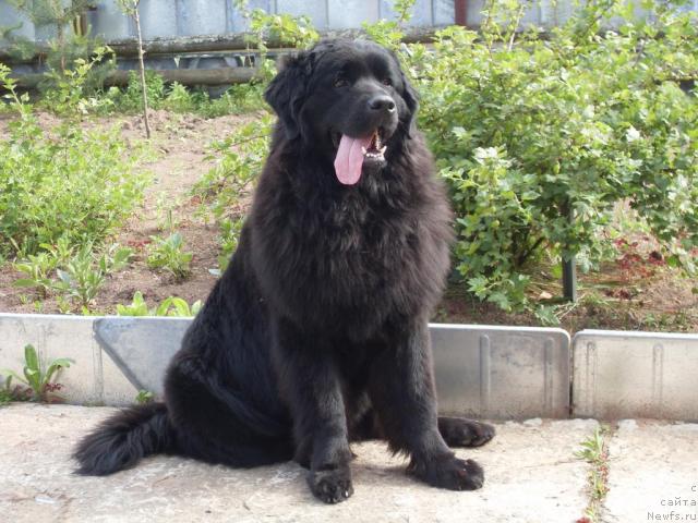 Фото: ньюфаундленд Atlantika Vindz Rouz (Атлантика Виндз Роуз)