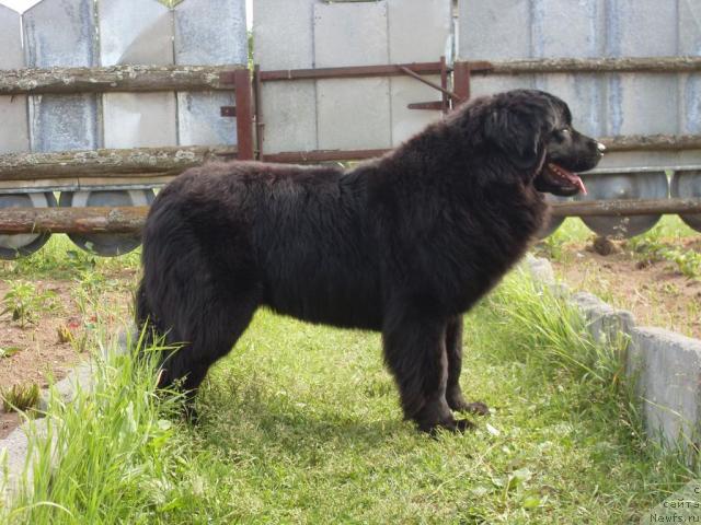 Фото: ньюфаундленд Atlantika Vindz Rouz (Атлантика Виндз Роуз)