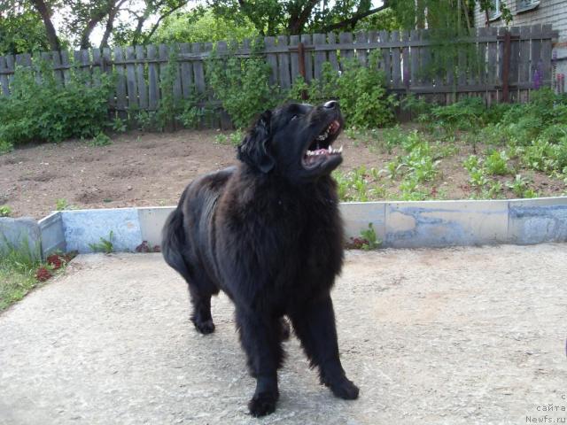 Фото: ньюфаундленд Atlantika Vindz Rouz (Атлантика Виндз Роуз)