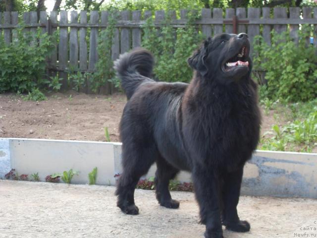 Фото: ньюфаундленд Atlantika Vindz Rouz (Атлантика Виндз Роуз)