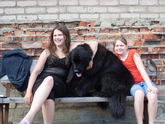 Фото: ньюфаундленд Atlantika Vindz Rouz (Атлантика Виндз Роуз)