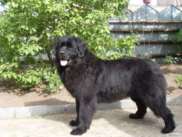 Фото: ньюфаундленд Atlantika Vindz Rouz (Атлантика Виндз Роуз)