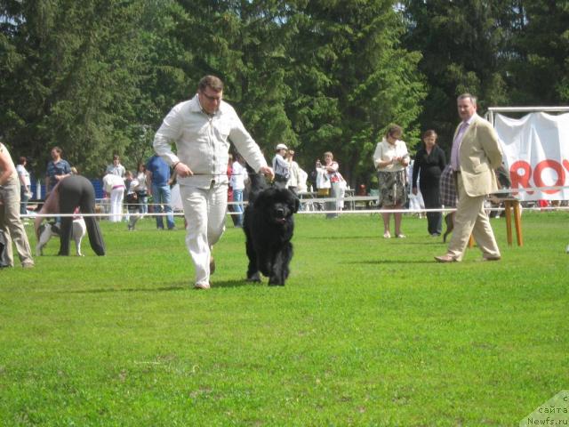 Фото: ньюфаундленд Aquatoria Kelvin Izumrudny Dozhd (Акватория Келвин Изумрудный Дождь)