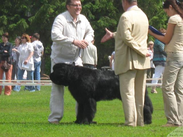 Фото: ньюфаундленд Aquatoria Kelvin Izumrudny Dozhd (Акватория Келвин Изумрудный Дождь)