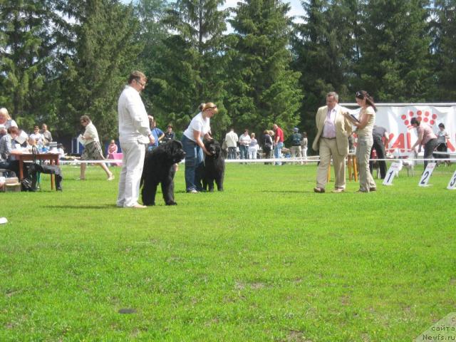 Фото: ньюфаундленд Aquatoria Kelvin Izumrudny Dozhd (Акватория Келвин Изумрудный Дождь), ньюфаундленд Gertruda CHernaya Jemchujina (Гертруда Черная Жемчужина)