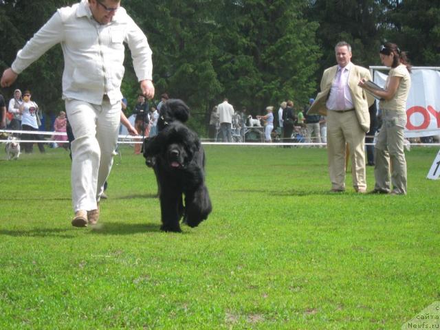 Фото: ньюфаундленд Aquatoria Kelvin Izumrudny Dozhd (Акватория Келвин Изумрудный Дождь)