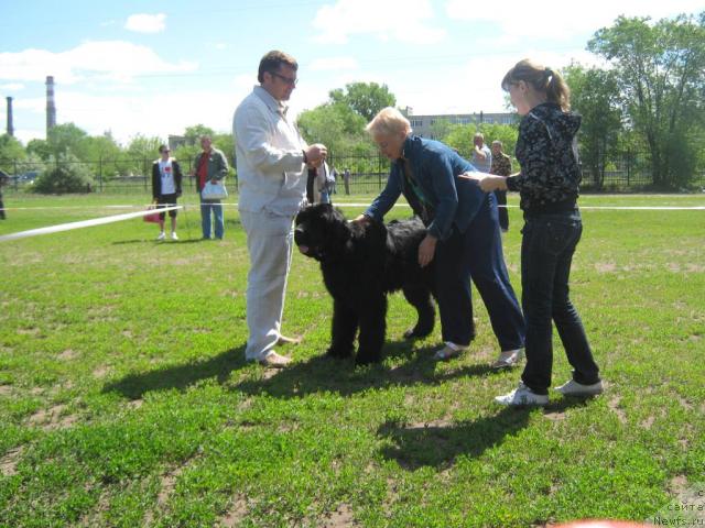 Фото: ньюфаундленд Aquatoria Kelvin Izumrudny Dozhd (Акватория Келвин Изумрудный Дождь)