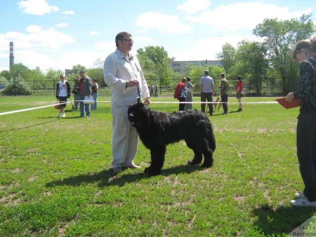 Фото: ньюфаундленд Aquatoria Kelvin Izumrudny Dozhd (Акватория Келвин Изумрудный Дождь)
