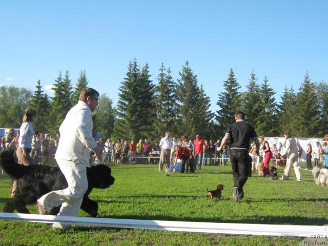 Фото: ньюфаундленд Aquatoria Kelvin Izumrudny Dozhd (Акватория Келвин Изумрудный Дождь)