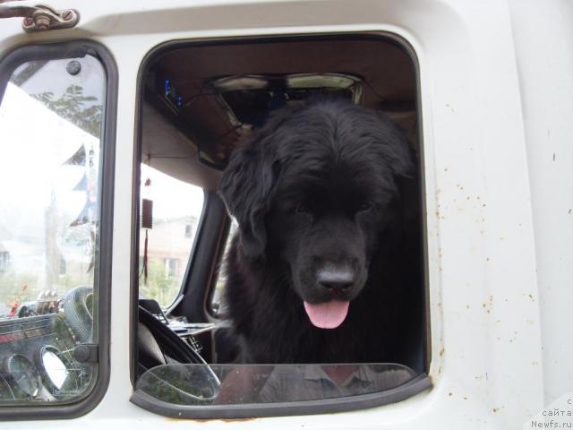 Фото: ньюфаундленд Atlantika Vindz Rouz (Атлантика Виндз Роуз)