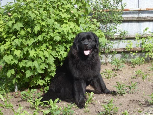 Фото: ньюфаундленд Atlantika Vindz Rouz (Атлантика Виндз Роуз)