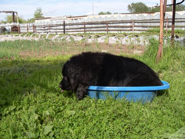 Фото: ньюфаундленд Atlantika Vindz Rouz (Атлантика Виндз Роуз)