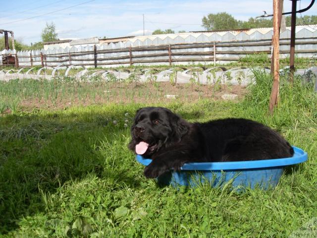 Фото: ньюфаундленд Atlantika Vindz Rouz (Атлантика Виндз Роуз)