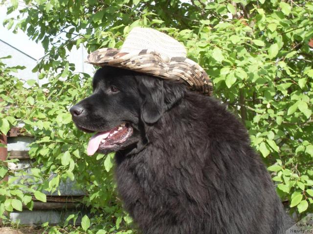 Фото: ньюфаундленд Atlantika Vindz Rouz (Атлантика Виндз Роуз)