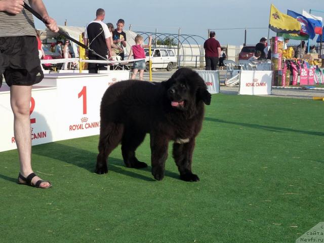 Фото: ньюфаундленд Ark Veles (Арк Велес)