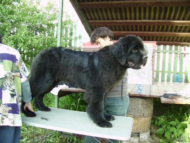 Фото: ньюфаундленд Aquatoriya Kelvin Kilimandzharo (Акватория Келвин Килиманджаро)