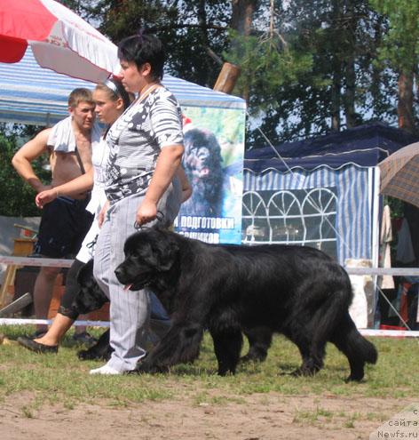 Фото: ньюфаундленд Veneciya iz Carstva Medvedey v Obush SHed (Венеция из Царства Медведей в Обуш Шед)