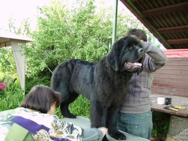 Фото: ньюфаундленд Aquatoriya Kelvin Kilimandzharo (Акватория Келвин Килиманджаро)