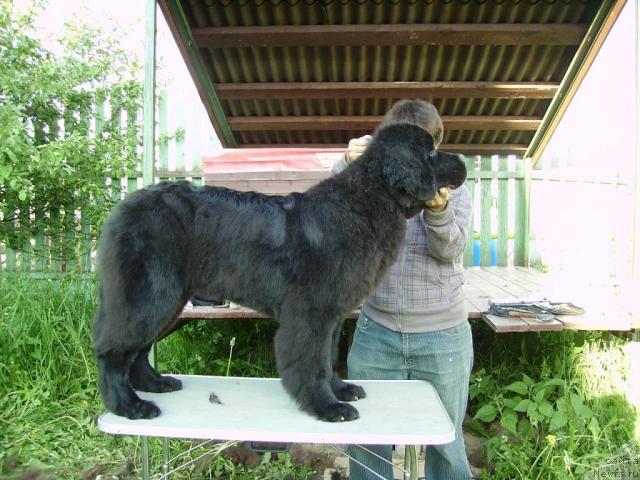 Фото: ньюфаундленд Aquatoriya Kelvin Kilimandzharo (Акватория Келвин Килиманджаро)