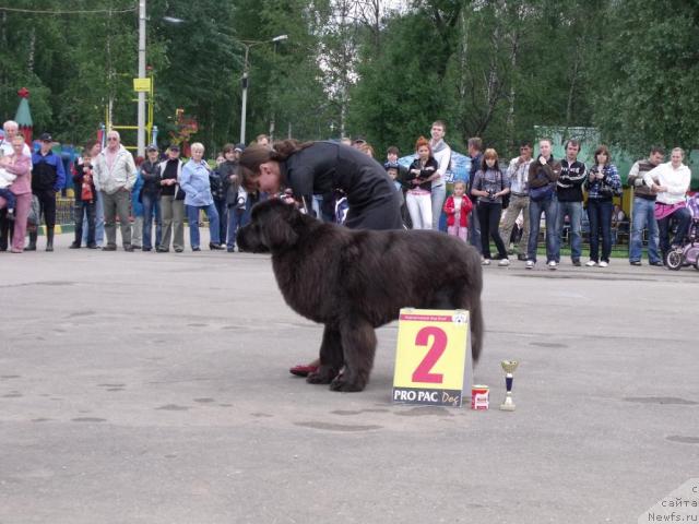 Фото: ньюфаундленд Dyurbahler Klab Al'faretta Vin'etta (Дюрбахлер Клаб Альфаретта Виньетта), Рита