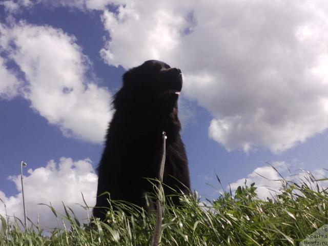 Фото: ньюфаундленд Krasivaya Zateya (Красивая Затея)