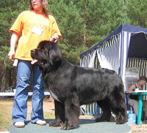 Фото: ньюфаундленд Super Bizon Antaliya (Супер Бизон Анталия)