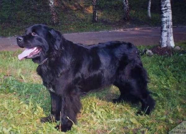 Фото: ньюфаундленд Mag Ispolin Gyemeli (Маг Исполин Гэмели)