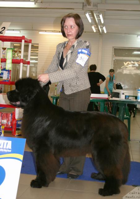 Фото: ньюфаундленд Smigar Nimfeya Neotrazimaya (Смигар Нимфея Неотразимая)