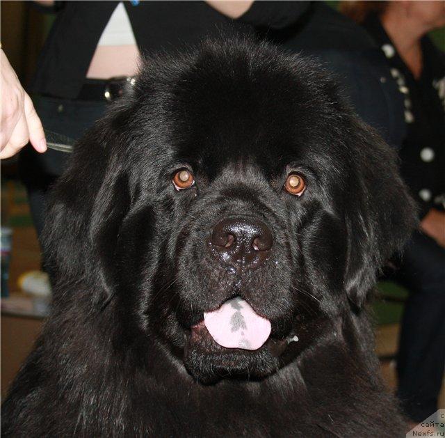 Фото: ньюфаундленд Ming SHu iz Arkaima (Минг Шу из Аркаима)