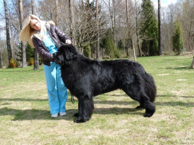 Фото: ньюфаундленд Lion King from Fantastiskos Lianos