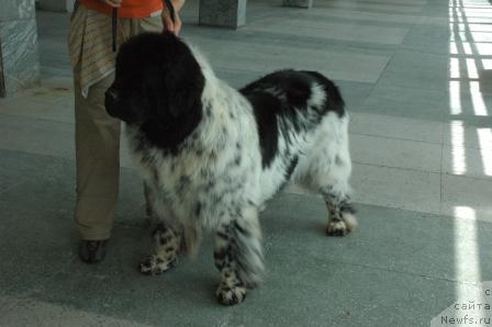 Фотография № 43733