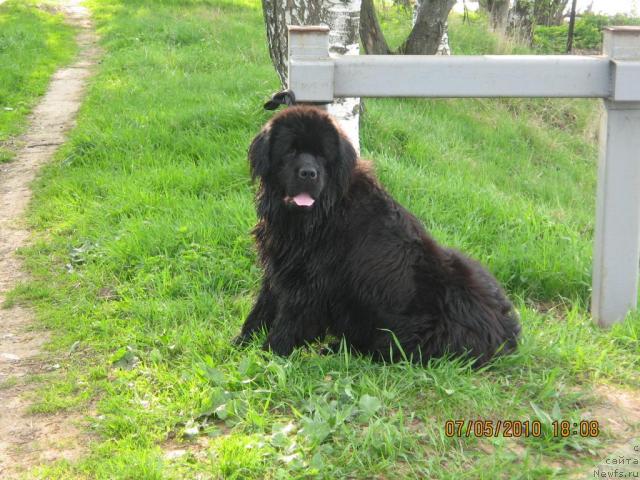 Фото: ньюфаундленд YEksklyuziv ot Undinyi (Эксклюзив от Ундины)