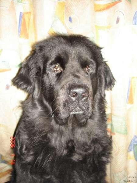 Фото: ньюфаундленд Mag Ispolin Gyemeli (Маг Исполин Гэмели)