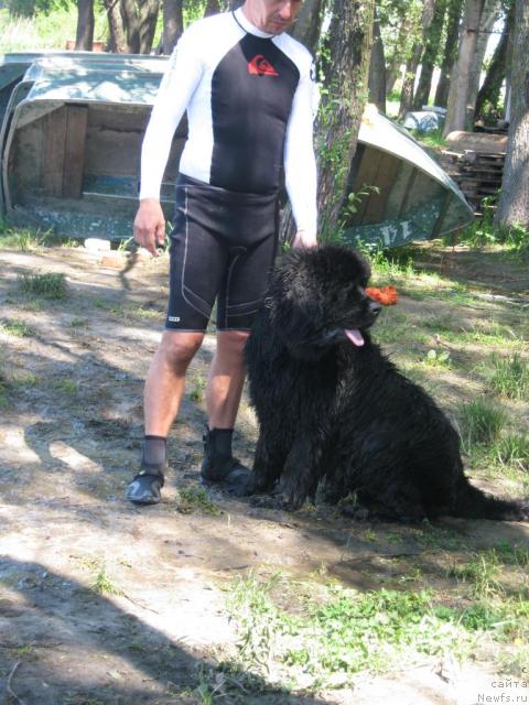 Фото: ньюфаундленд Medved Morning Star Almas-Alana