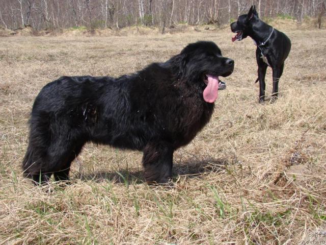 Фото: ньюфаундленд Sent Djons Tender Kiss of Elly (Сент Джонс Тендер Кисс оф Элли)