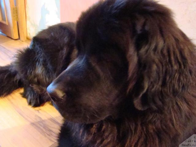 Фото: ньюфаундленд Sent Djons Tender Kiss of Elly (Сент Джонс Тендер Кисс оф Элли)