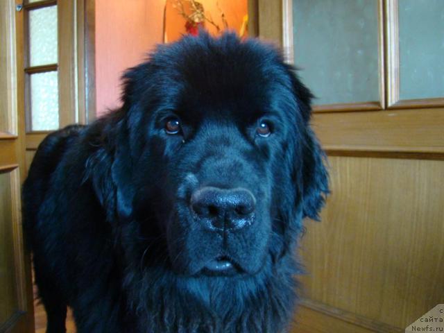 Фото: ньюфаундленд Sent Djons Tender Kiss of Elly (Сент Джонс Тендер Кисс оф Элли)