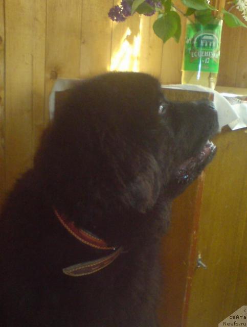 Фото: ньюфаундленд Uyutnaya Dolina Andros Grif (Уютная Долина Андрос Гриф)