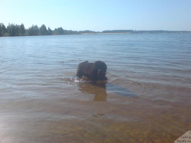 Фото: ньюфаундленд Uyutnaya Dolina Andros Grif (Уютная Долина Андрос Гриф)