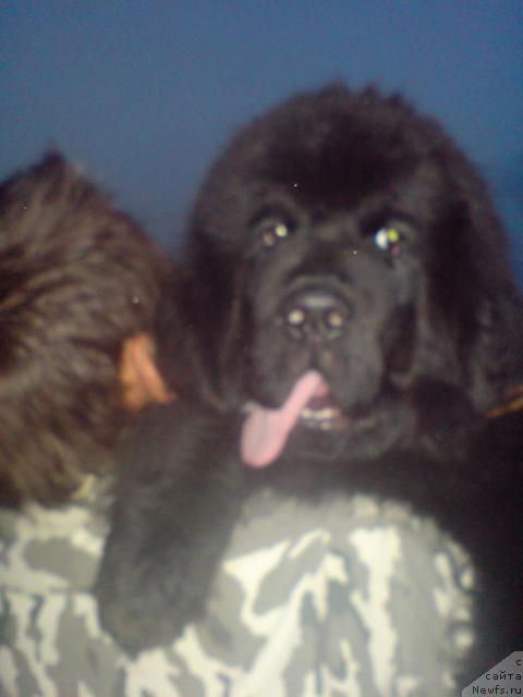 Фото: ньюфаундленд Uyutnaya Dolina Andros Grif (Уютная Долина Андрос Гриф)