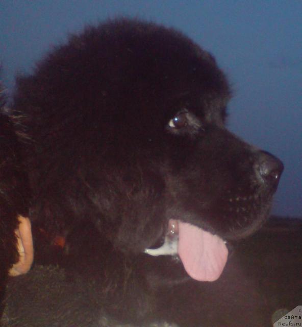 Фотография № 43830