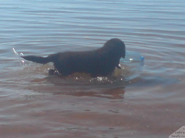 Фото: ньюфаундленд Uyutnaya Dolina Andros Grif (Уютная Долина Андрос Гриф)