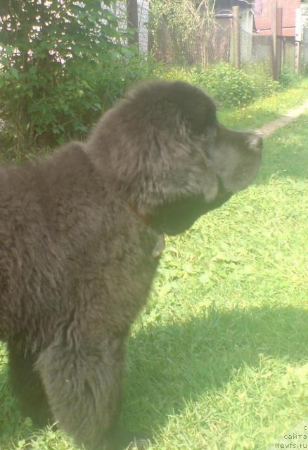 Фото: ньюфаундленд Uyutnaya Dolina Andros Grif (Уютная Долина Андрос Гриф)