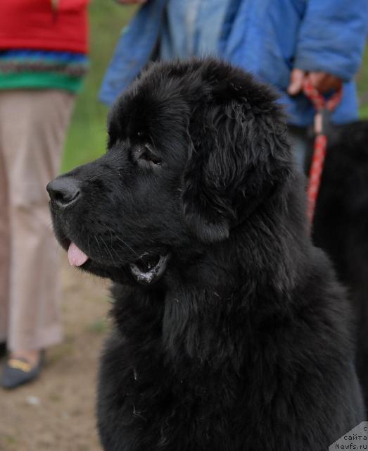 Фото: ньюфаундленд Aquatoriya Kelvin Kadril (Акватория Келвин Кадриль)