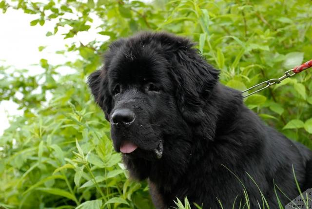 Фото: ньюфаундленд Aquatoriya Kelvin Kadril (Акватория Келвин Кадриль)