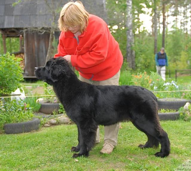 Фото: ньюфаундленд Aquatoriya Kelvin Kadril (Акватория Келвин Кадриль)