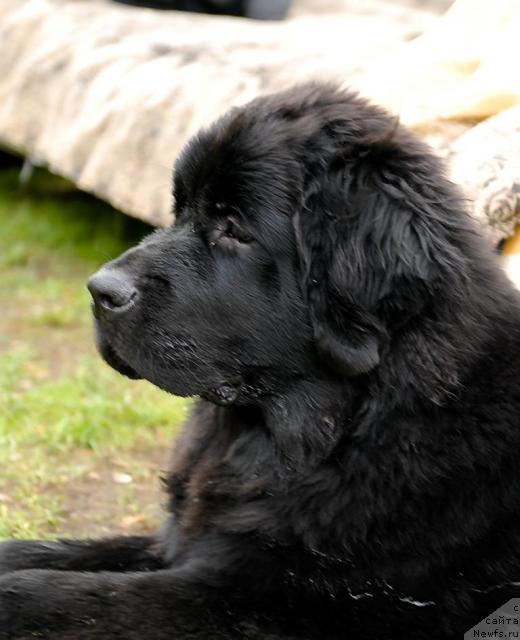 Фото: ньюфаундленд Aquatoriya Kelvin Kadril (Акватория Келвин Кадриль)