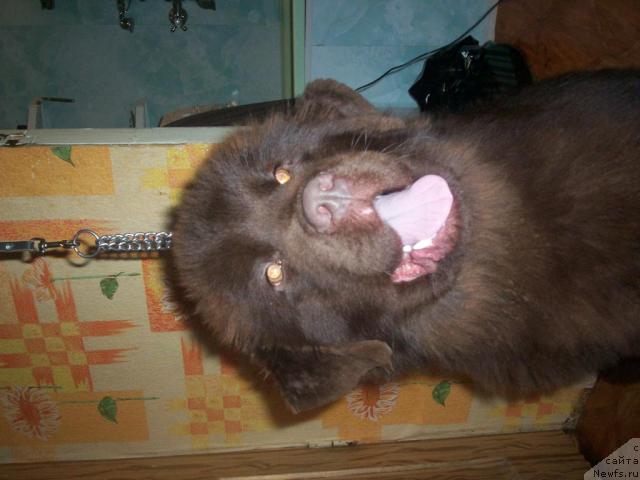 Фото: ньюфаундленд Ul'yana Vinsenta Harpi (Ульяна Винсента Харпи)