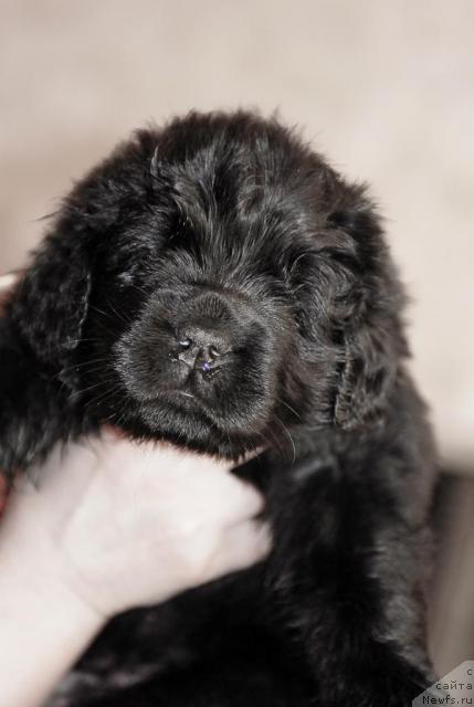 Фотография № 43859