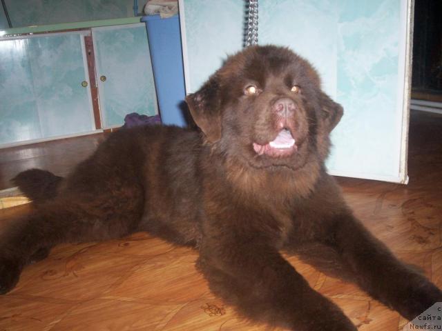 Фото: ньюфаундленд Ul'yana Vinsenta Harpi (Ульяна Винсента Харпи)